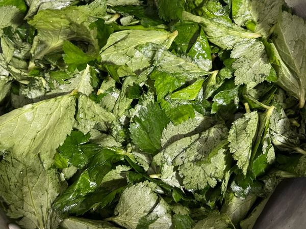 山芹菜葉加鹽巴醃一下、去水。