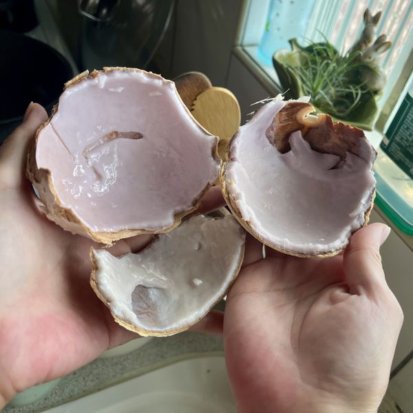 取出椰子裡的椰肉備用。很妙，我用四顆椰子裡，有三種不同顏色及厚度的椰子