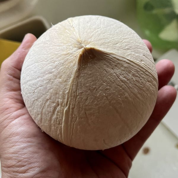 椰肉則用較厚的菜刀刀背，沿著椰子殼外三條線敲擊，就會裂開。裂開後就可以用湯匙挖肉出來。