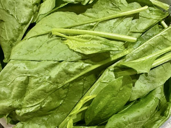 ●新鮮嫩菠菜，修剪掉紅色根部，一株株一葉葉剝開洗淨瀝乾，用料理剪刀橫剪食指長段。