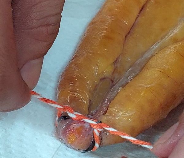 第2天：
小心翼翼的用綿線把魚卵前端綁緊，以免板壓時魚卵爆出