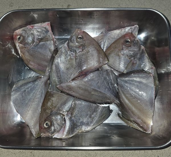 ▪︎魚切塊，加米酒醃漬。
▪︎醃漬10分鐘。
