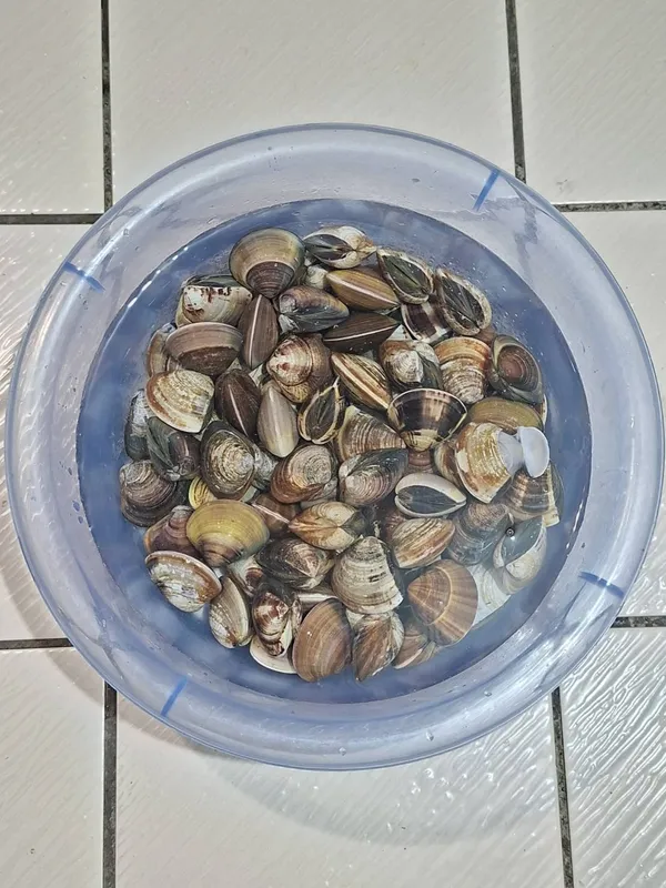 A.蛤蜊用鹽水浸泡，靜置於黑暗處2小時以上，讓蛤蜊吐沙，然後清洗乾淨