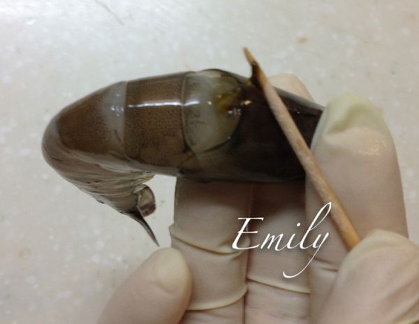 從蝦子身體第一節及第二節殼中間，用牙籤可以輕鬆清除泥腸