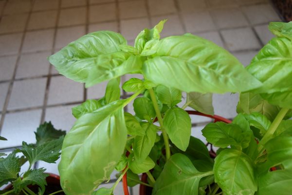 新鮮羅勒葉洗淨（擦乾不要有水滴殘留比較可以保存）。