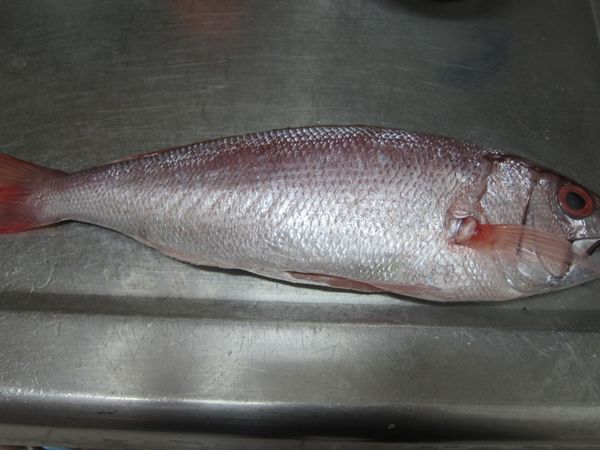 濱鯛魚:經濟魚，中型魚，帶紅色喜氣。