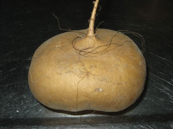 豆薯切細丁(可有可無)、芹菜切細末、瓠瓜絲洗過瀝乾水份(手略捏乾)備用。