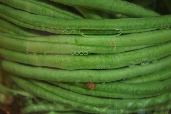 24小時內，豇豆表面的好氧菌會開始活躍，開始冒泡，屬正常現象(如下影片)