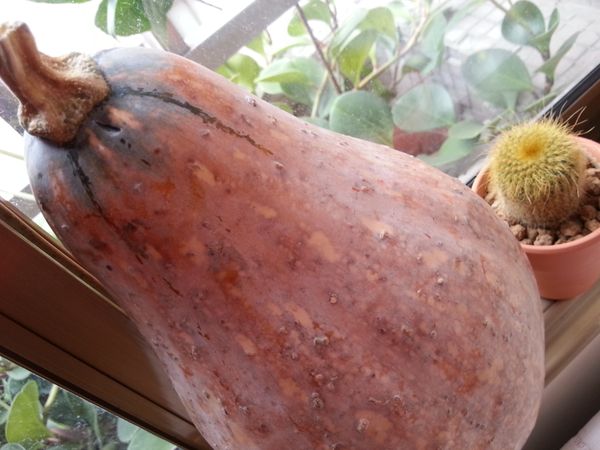 1:南瓜不削皮、切適口大小、薑絲灑在南瓜上頭鋪鐵盤蒸熟備用;也可使用電鍋蒸。
2:迷迭香洗乾淨葉子剝起來備用。