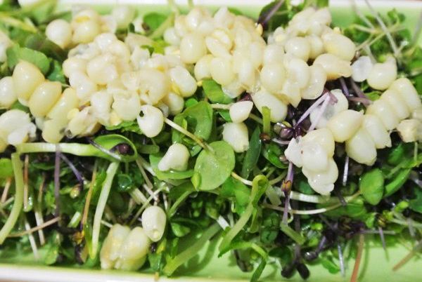 準備芽菜，跟玉米粒鋪底