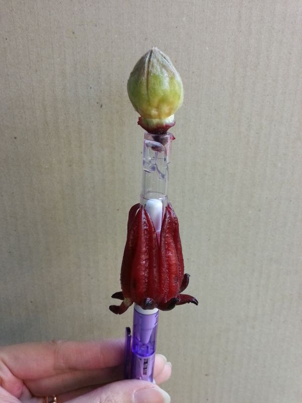 洛神花的籽就輕鬆去掉啦~