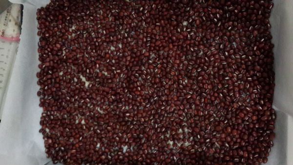 倒入豆子或生米，送入烤箱，先烘烤10分鐘，然後取出豆子或生米，再烤約5分鐘，取出後放在烤架上放涼。