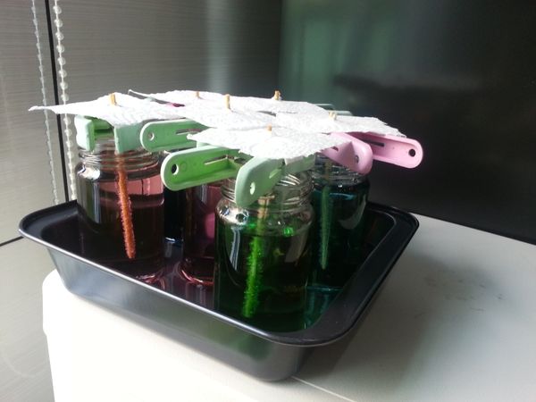 把廚房用紙巾剪小片，中間戳個洞，放到糖罐子上，以防灰塵掉落。為了防止螞蟻的眷顧，我還在砣子裡加了水。