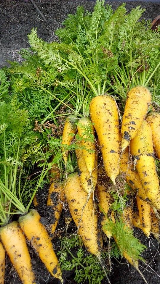這是剛拔的新鮮黃金蘿蔔，因為甜度高，做起來色澤又漂亮，所以挑選他來做