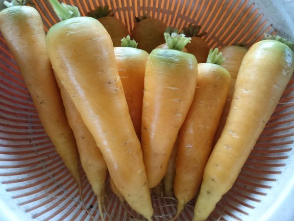 洗好後，就可以準備挖掉蒂頭了