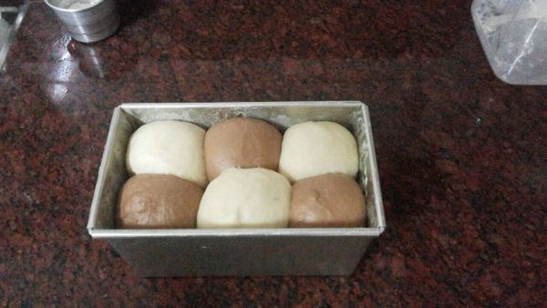 將2份不同麵糰再分割成12個小麵糰,並滾圓(6個白色,6個可可色),依交叉方式放入土司模中,麵糰表面噴些少許水,放入密閉空閉再進行第二次發酵至9分滿模(約60~70分鐘)