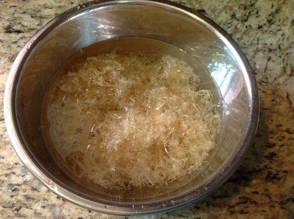 [石花菜:]將天然的石花菜稱重洗好後備用

(若沒有石花菜可使用洋菜粉替代)