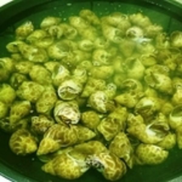 燒水可淹過鳳螺的水量待水滾後放入鳳螺轉小火

用熱水浸泡約五分鐘這步驟可以去除鳳螺的雜質