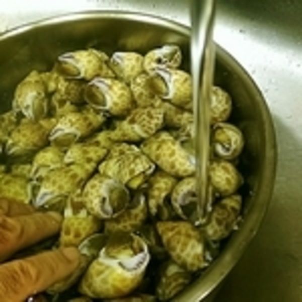 五分鐘後將鳳螺倒入另一個鍋內在水龍頭下用水流的方式及用手攪拌清洗幾次就可將鳳螺完全洗淨