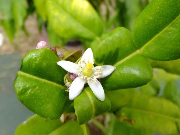 認識植物也得看它的花