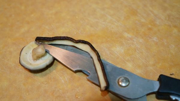 如果是乾香菇就先用水泡軟，泡軟後沿著香菇邊剪成細條，再切斷。