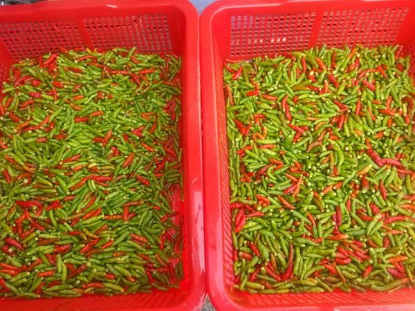 小辣椒採下後，洗淨後攤開讓其自然陰乾水分(也可以使用電風扇加快速度)，然後去除蒂頭(否則醃起來的辣椒會有苦味)。