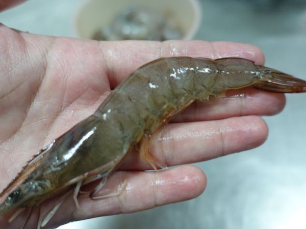 這次食譜選用的白蝦