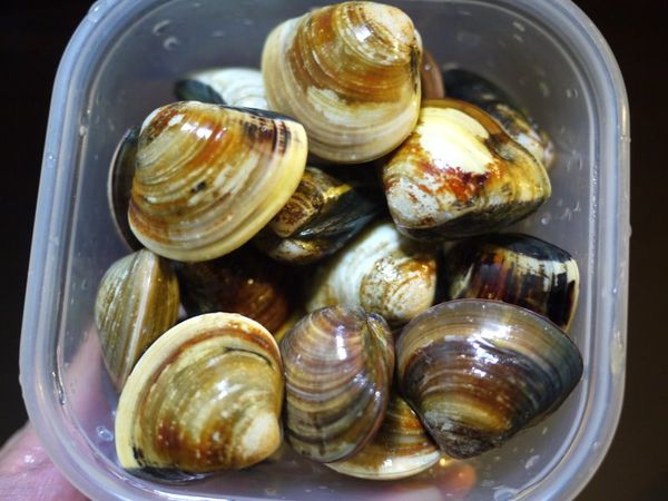 準備半斤的大文蛤...吐沙後備用