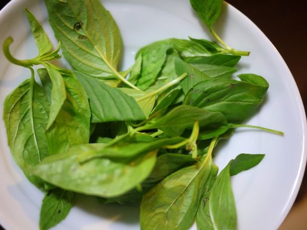 準備九層塔一把