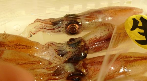 大眼主角上場，新鮮透明美麗！