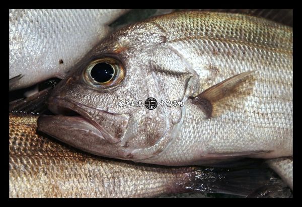 將處理好的黑大目先洗淨備用，將清水加熱至開始沸騰。