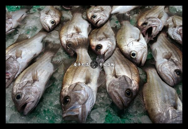 清水滾沸後，將薑絲及適量海鹽或調味素放入，然後將魚放進鍋中，將火力調整成中大火再次煮至沸騰。