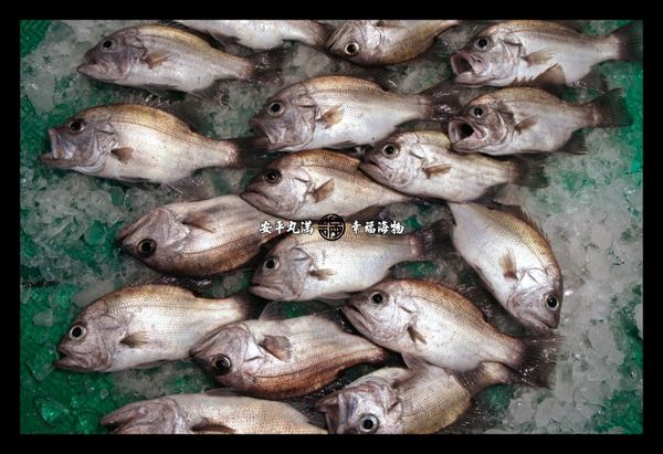 再次滾沸後，熄掉爐火，蓋上鍋蓋5分鐘以上，用餘溫悶熟魚肉。這樣的肉質熟度恰恰好，細緻美味。