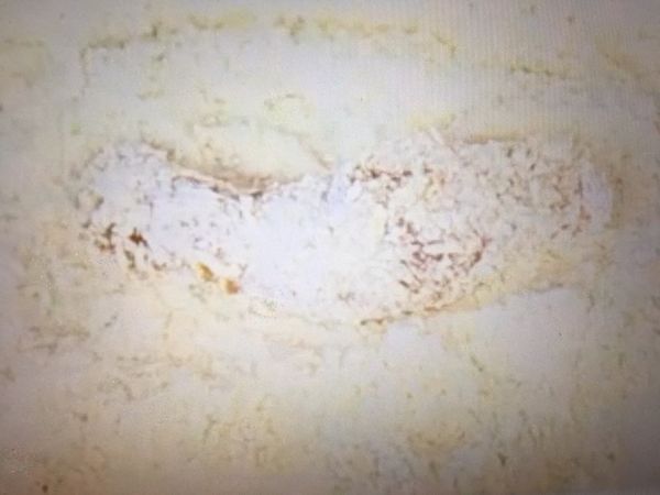 麵包粉和太白粉1：1混合
將醃好的雞柳條沾粉