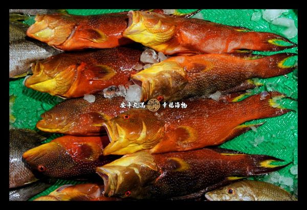 將處理好的燕尾紅條先洗淨備用，將清水加熱至開始沸騰。