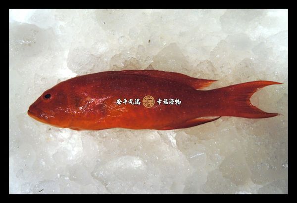 清水滾沸後，將薑絲及適量海鹽或調味素放入，然後將魚放進鍋中，將火力調整成中大火再次煮至沸騰。