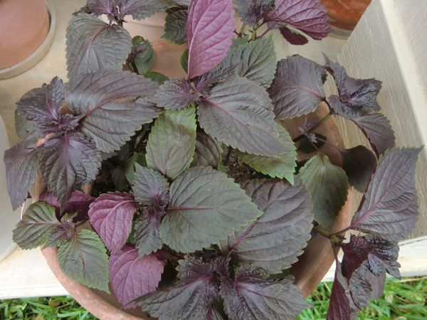 採適量紫蘇葉。