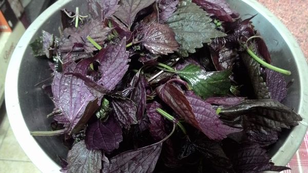 1.紫蘇葉洗淨，瀝乾水分備用。
2.煮一鍋沸水，水要煮至大滾。