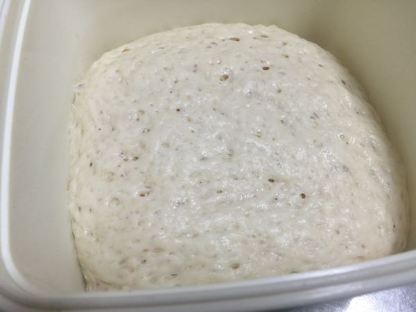 已室溫發酵8小時的老麵成品已經充滿氣泡