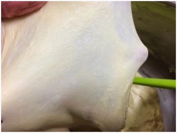 續加入奶油攪打至可以拉出薄膜的「完全階段」