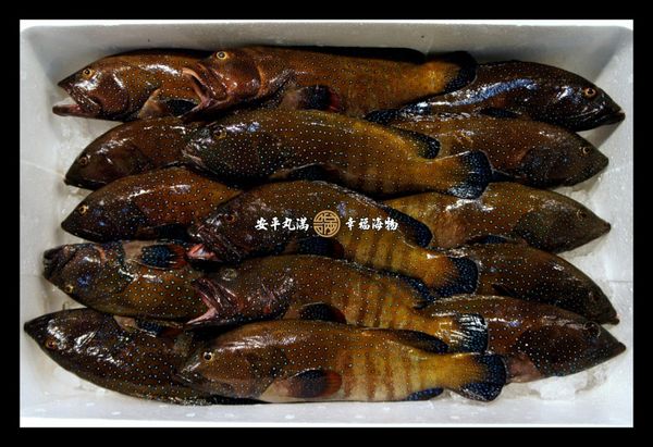 事前準備:
1.將澎湖海菜提前解凍備用。
2.將藍星斑處理乾淨，洗淨備用。
3.將兩顆雞蛋打成均勻蛋花備用。
開始將清水加熱至開始沸騰，再將藍星斑放進滾水中，將火力調整成小火悶煮五分鐘。