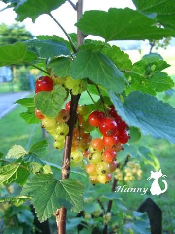 採摘紅醋栗(red currant),除了野生的以外在一般超市(或是進口超市)可以購買!