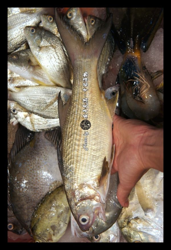 先午仔魚宰殺處理後，將魚體片開攤平，將水分充分擦拭乾淨。將海鹽沾在手指頭上，輕輕地拍在魚肉面，輕量即可。然後再撒上薄薄的胡椒鹽或喜愛的香料。