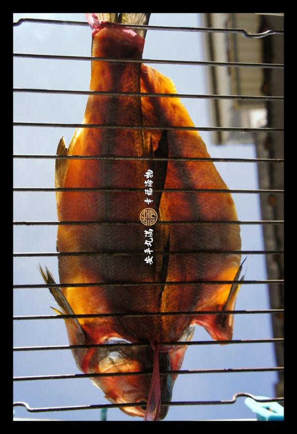 將魚體放置在鐵網上(通風順暢及水分排除)，魚肉面朝上攤平，用細繩將頭尾固定，這是避免被強風吹掉或是貓咪抓落。(亦可選擇直接在尾部綁繩懸吊曝曬，請注意周遭環境，避免貓咪有途徑可直接接觸。)