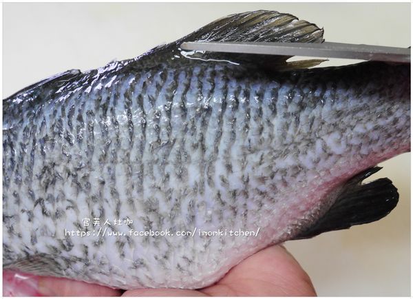 魚鰭的部份建議可以先修除，在上桌時會較美觀