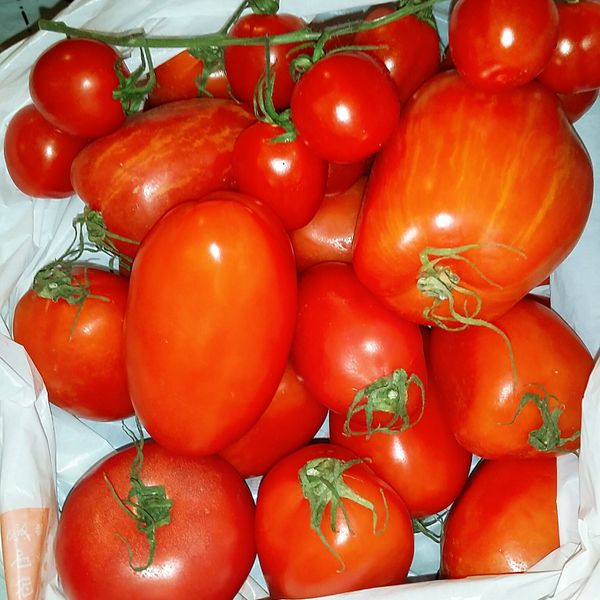 這次使用的是義大利蕃茄品種，比一般的蕃茄更有酸味身型偏瘦長型很適合夾漢堡麵包