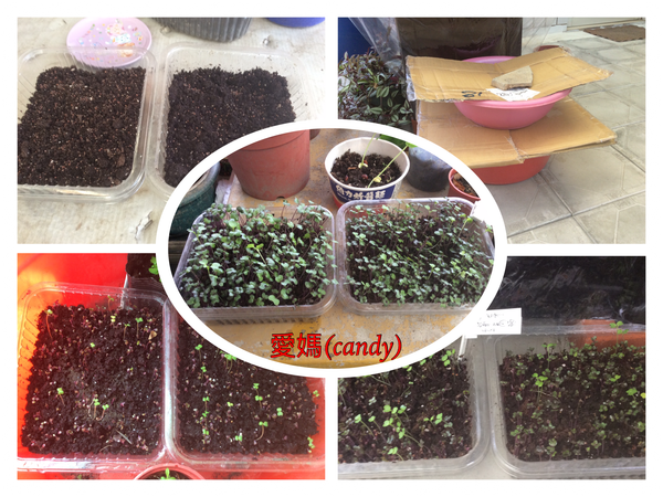 播種～噴水～照顧～芽苗兒～共一週。

https://youtu.be/ooJnObIKQLk