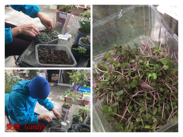 收割～洗淨～瀝乾，再用紙巾吸干。