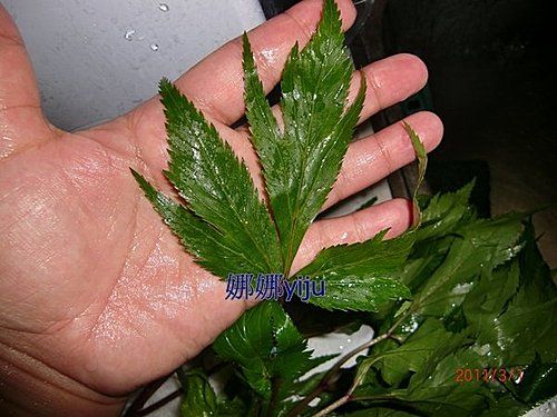 步驟1.這是明日葉洗乾淨