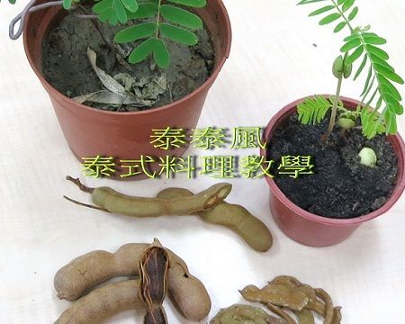 ♦泰泰風♦羅望子的一生